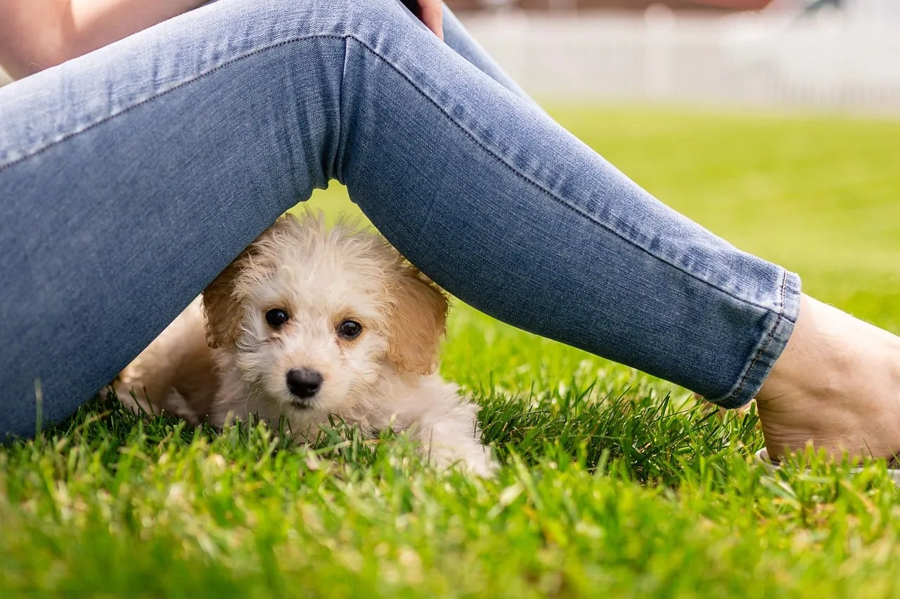 Un cucciolo beige e bianco è sdraiato sull'erba, al riparo sotto le gambe di una persona seduta in jeans.